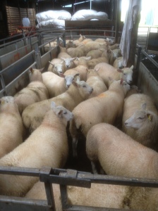 This Season's lambs ready for Market